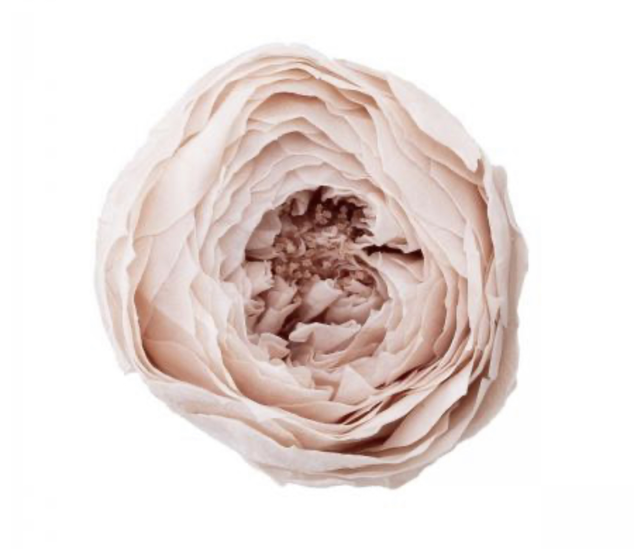 日本不凋庭園玫瑰 02730-131