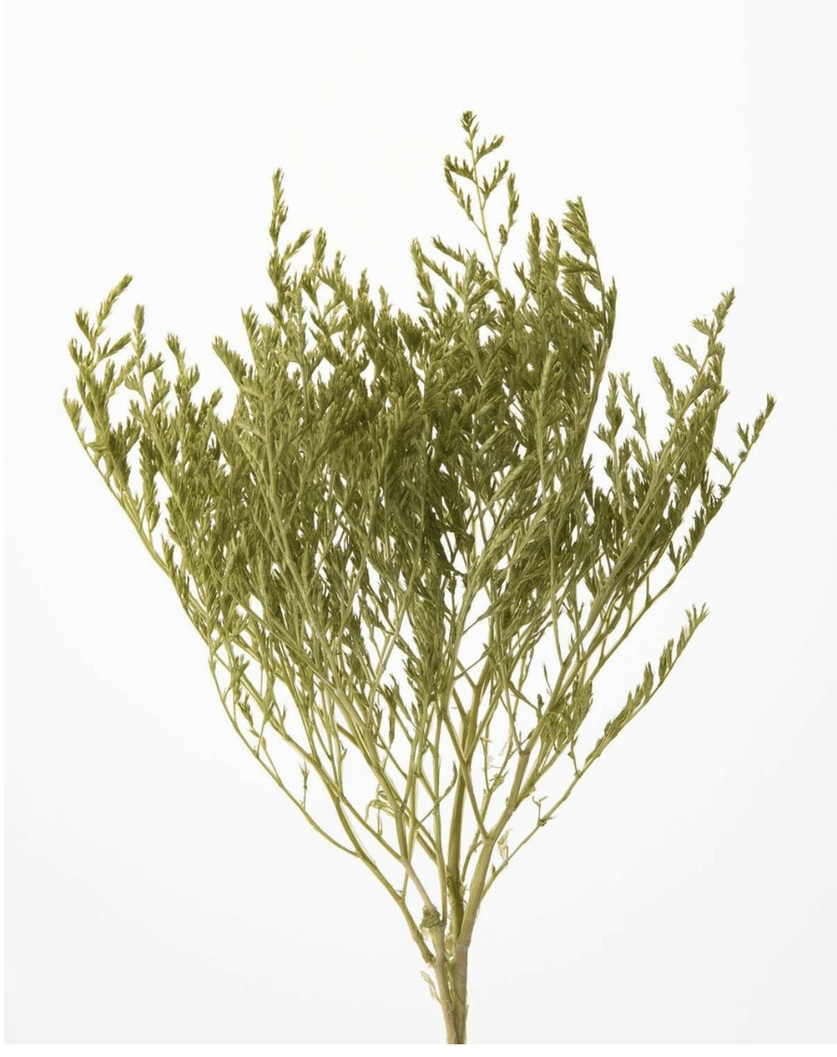 日本乾燥雪花草 02010-781