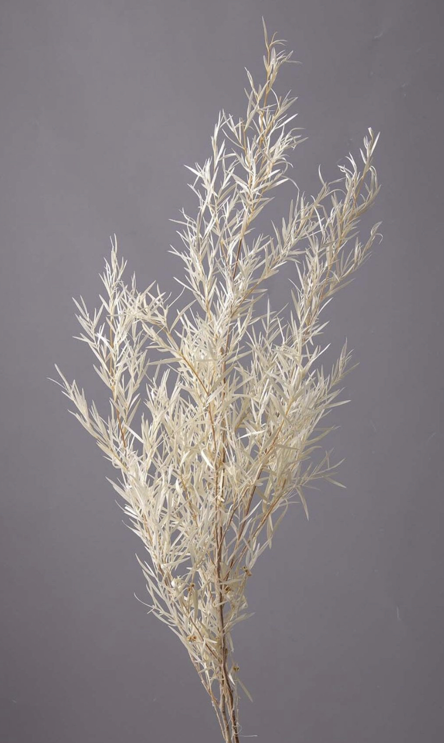 日本不凋茶樹葉 01241-011