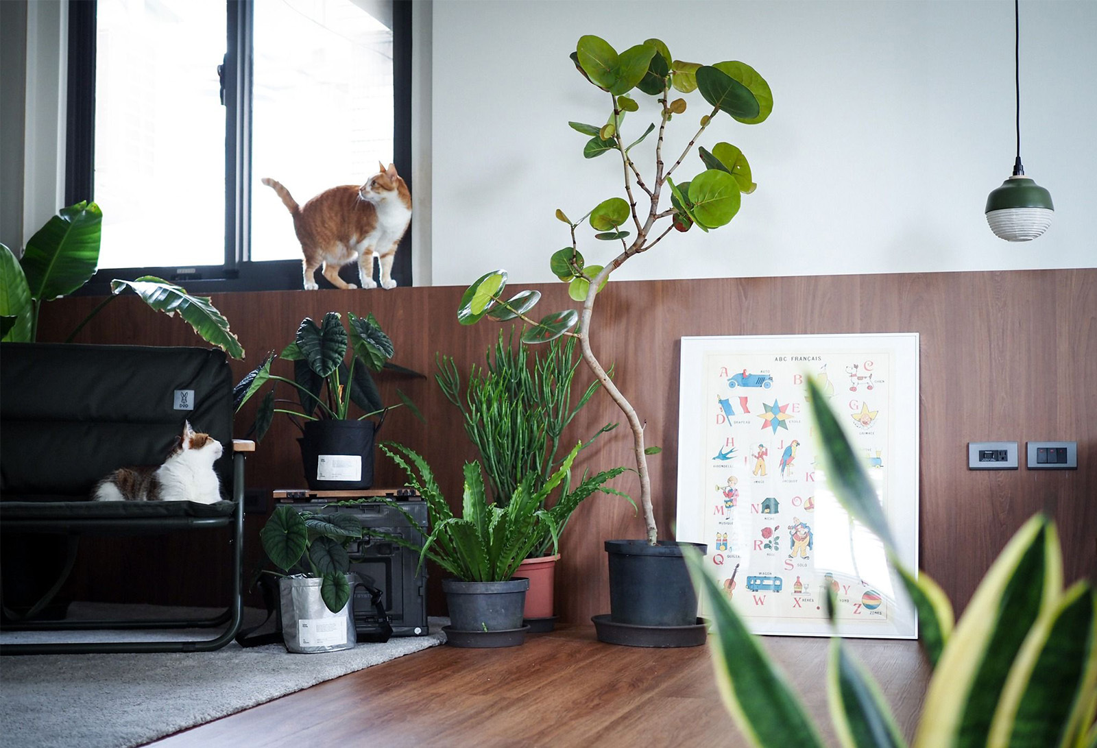 工作室裡，一些盆栽，一盞吊燈，兩隻貓