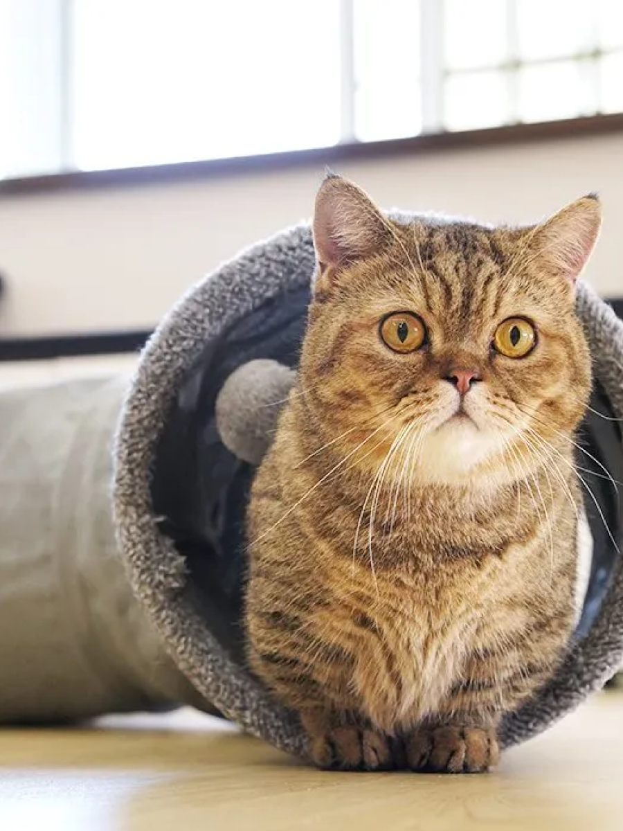 【汪喵星球】S型靜音貓隧道 (可折疊)｜半夜暴衝不怕吵