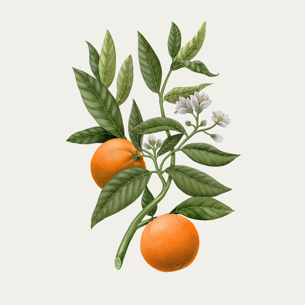 Orange Blossom 橙花 香氛蠟燭 - Carrière Frères