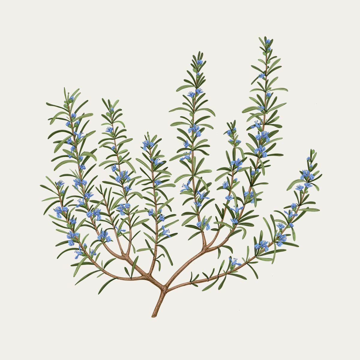 ROSEMARY 迷迭香 香氛蠟燭 - Carrière Frères