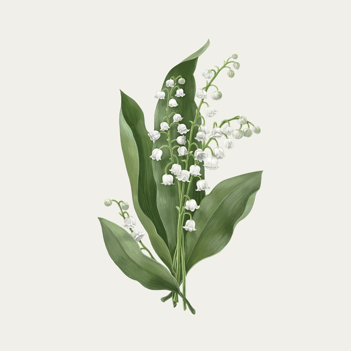 MUGUET 風鈴草 香氛蠟燭 - Carrière Frères