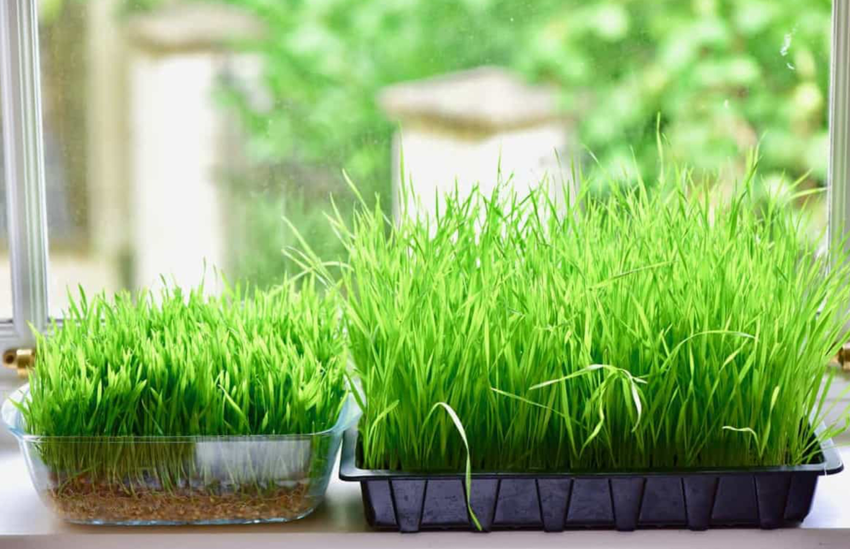 Organic wheatgrass seeds (best before 2026/9/30)