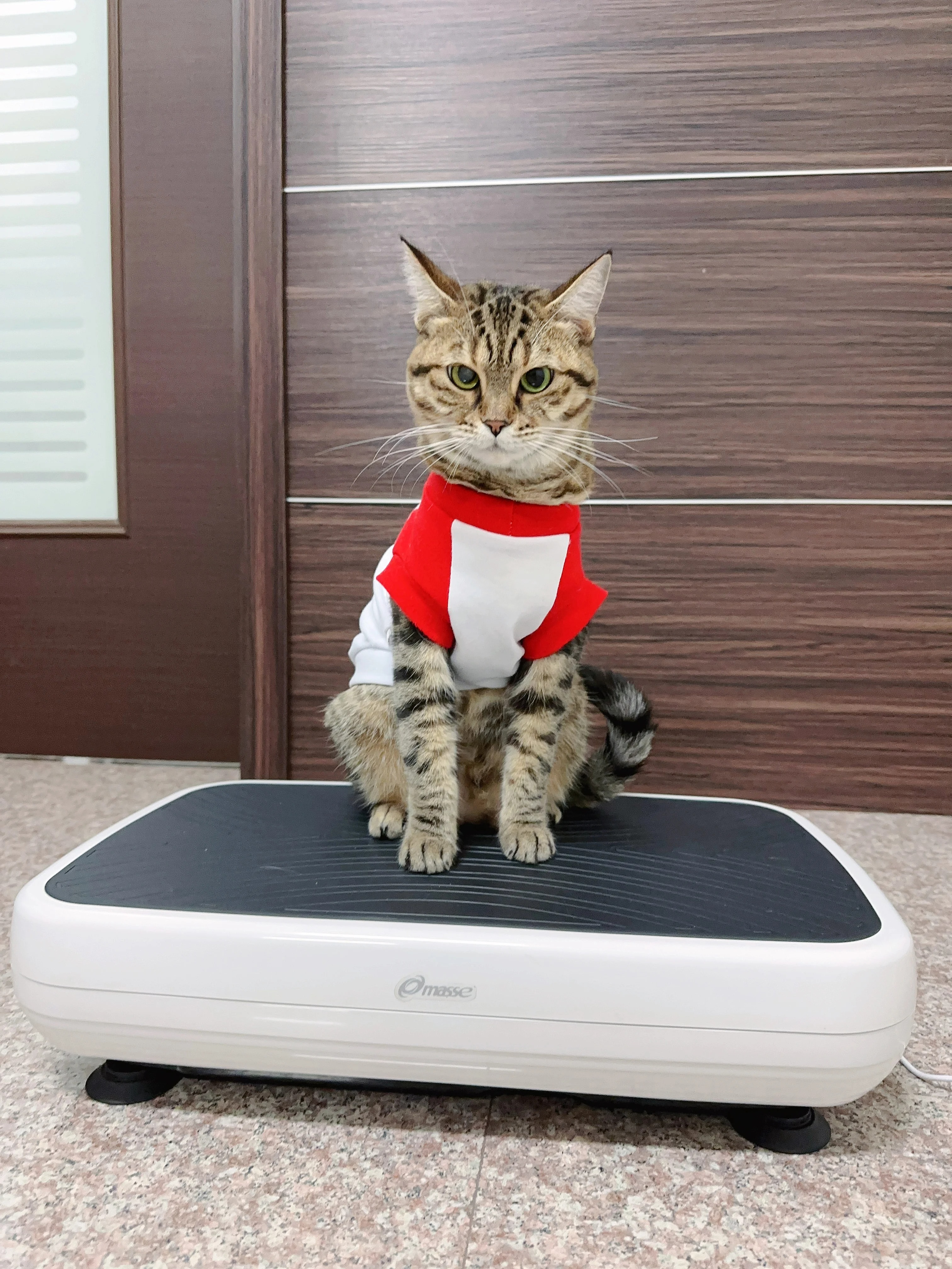 律動機,垂直律動機,垂直律動,循環機,masse,瑪謝,瑜珈,伸展,拉筋