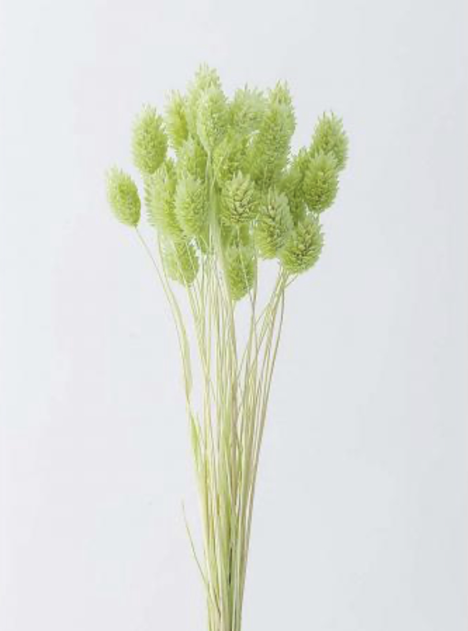 日本乾燥加那利 42020-741