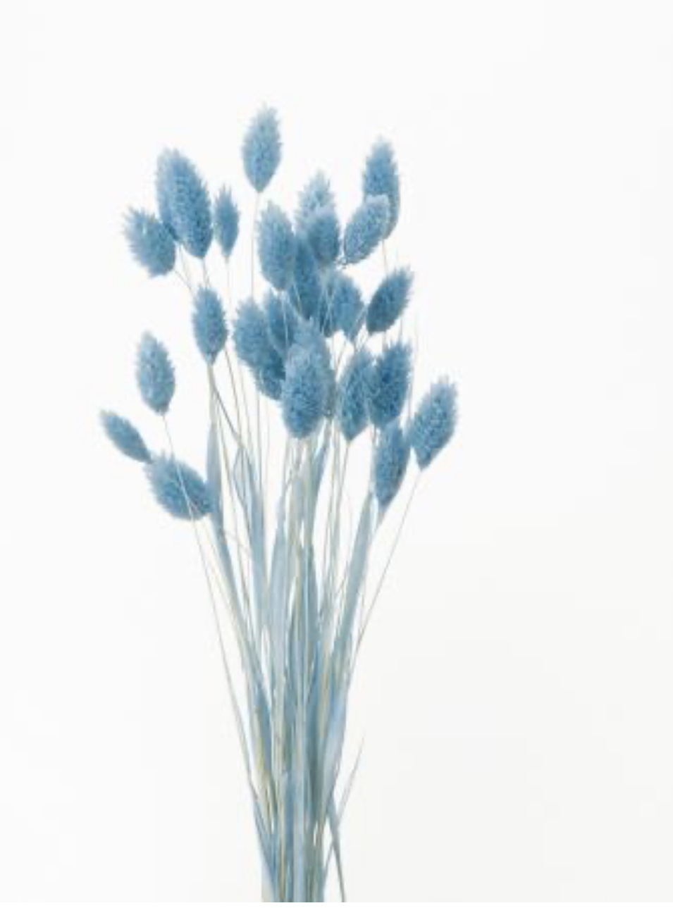 日本乾燥加那利 42020-691