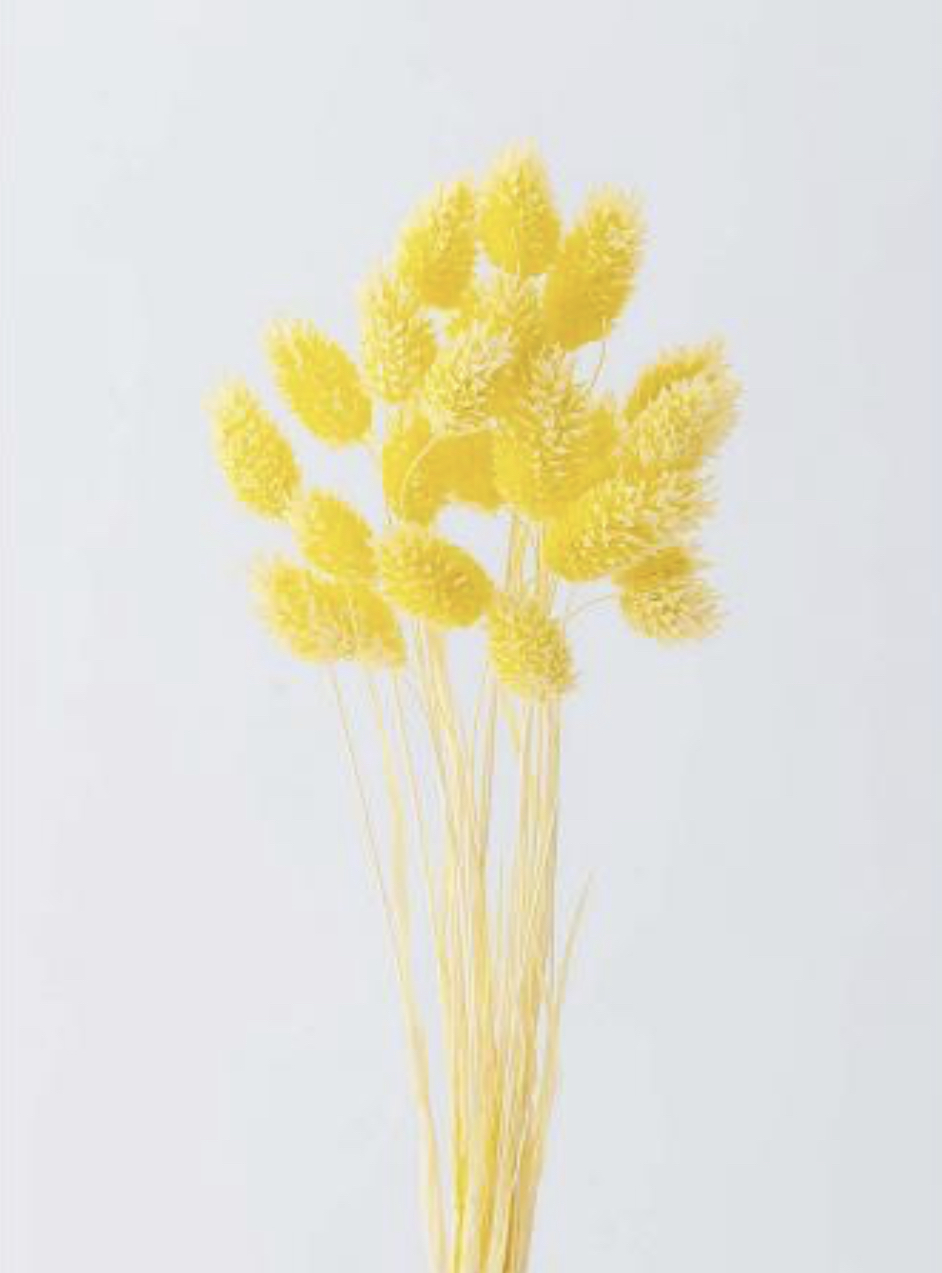 日本乾燥加那利 42020-501