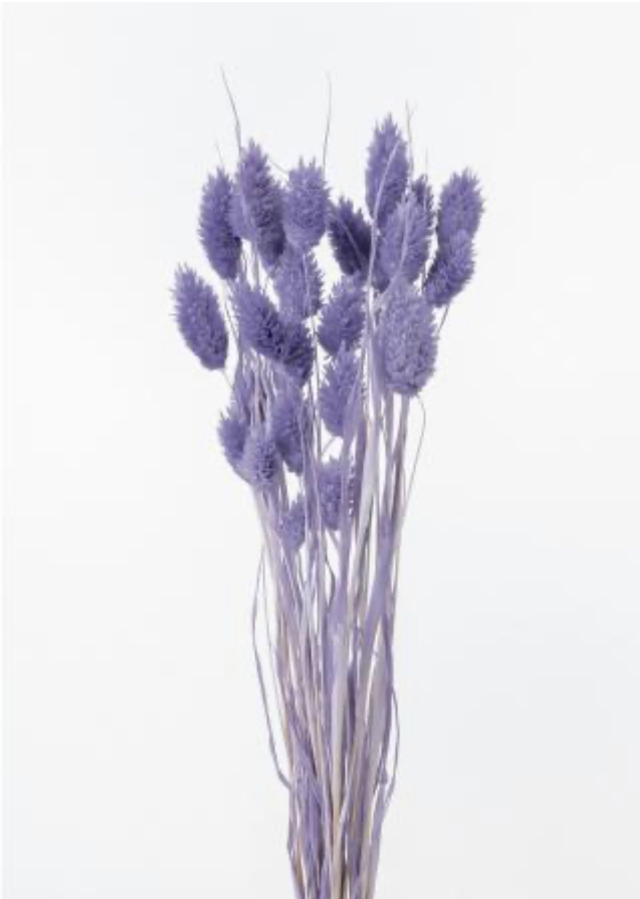 日本乾燥加那利 42020-441