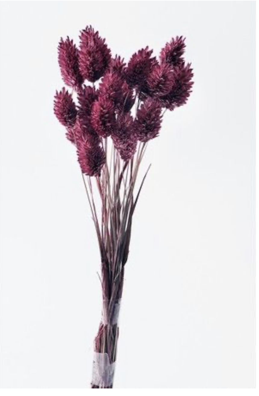 日本乾燥加那利 42020-230