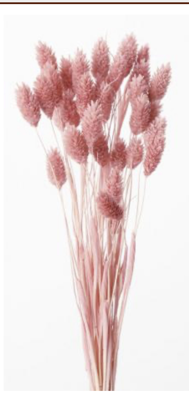 日本乾燥加那利 42020-191