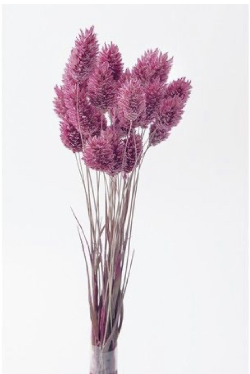 日本乾燥加那利 42020-130