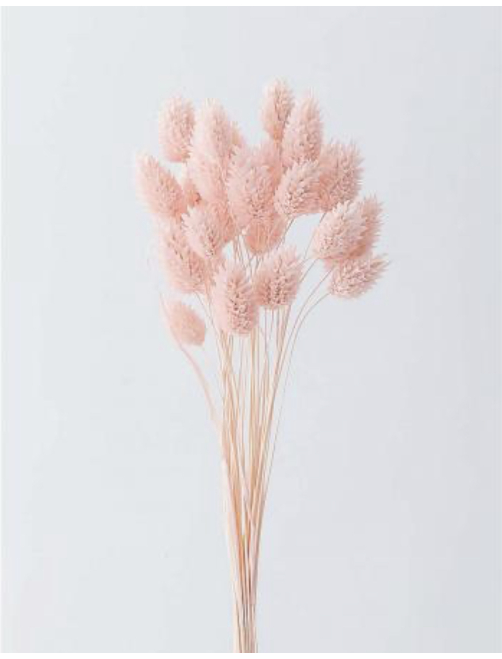 日本乾燥加那利 42020-101