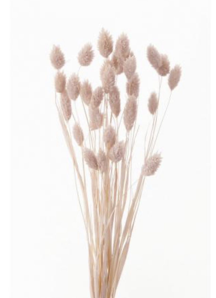 日本乾燥加那利 42020-081