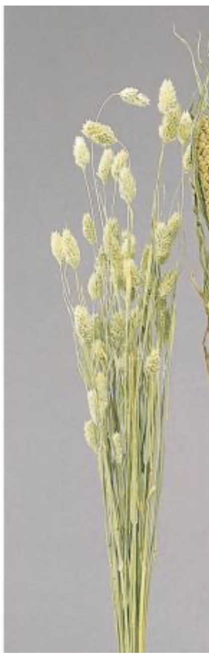 日本乾燥加那利 42020-020