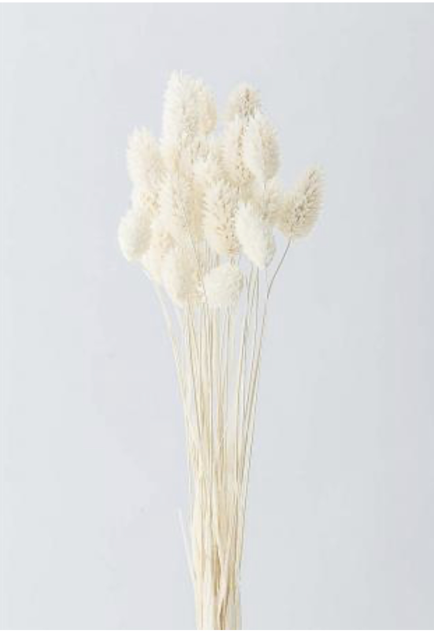 日本乾燥加那利 42020-011