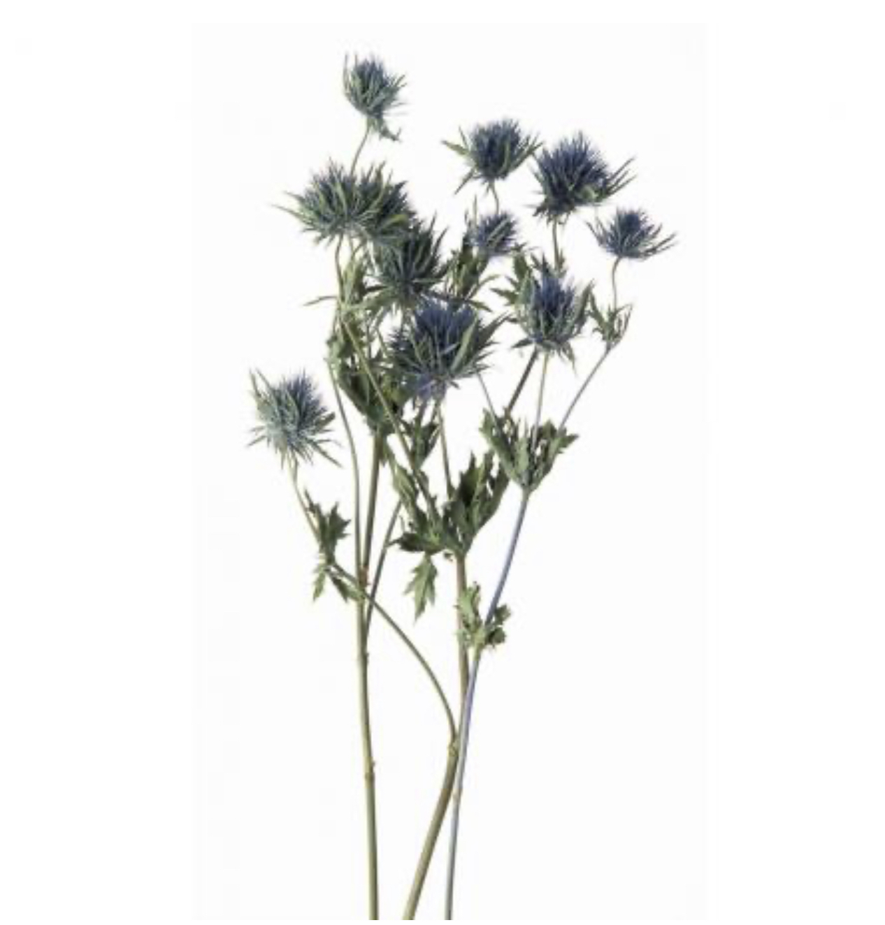 日本乾燥大紫薊10340-000