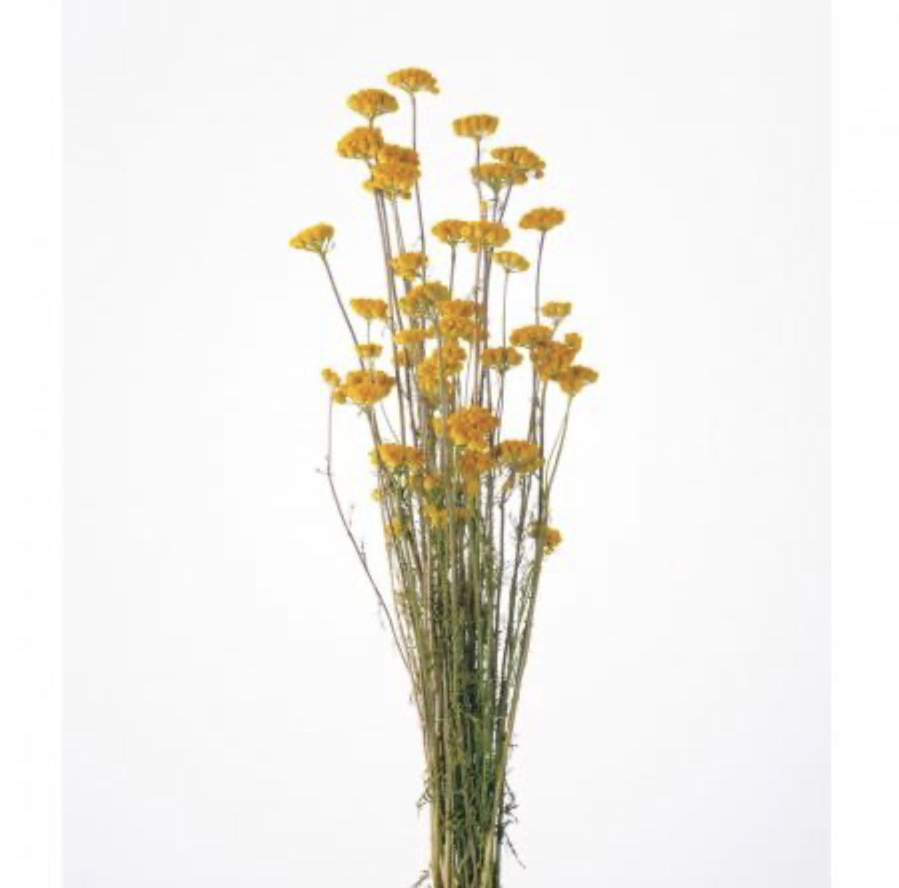 日本乾燥非洲雛菊 10310-000