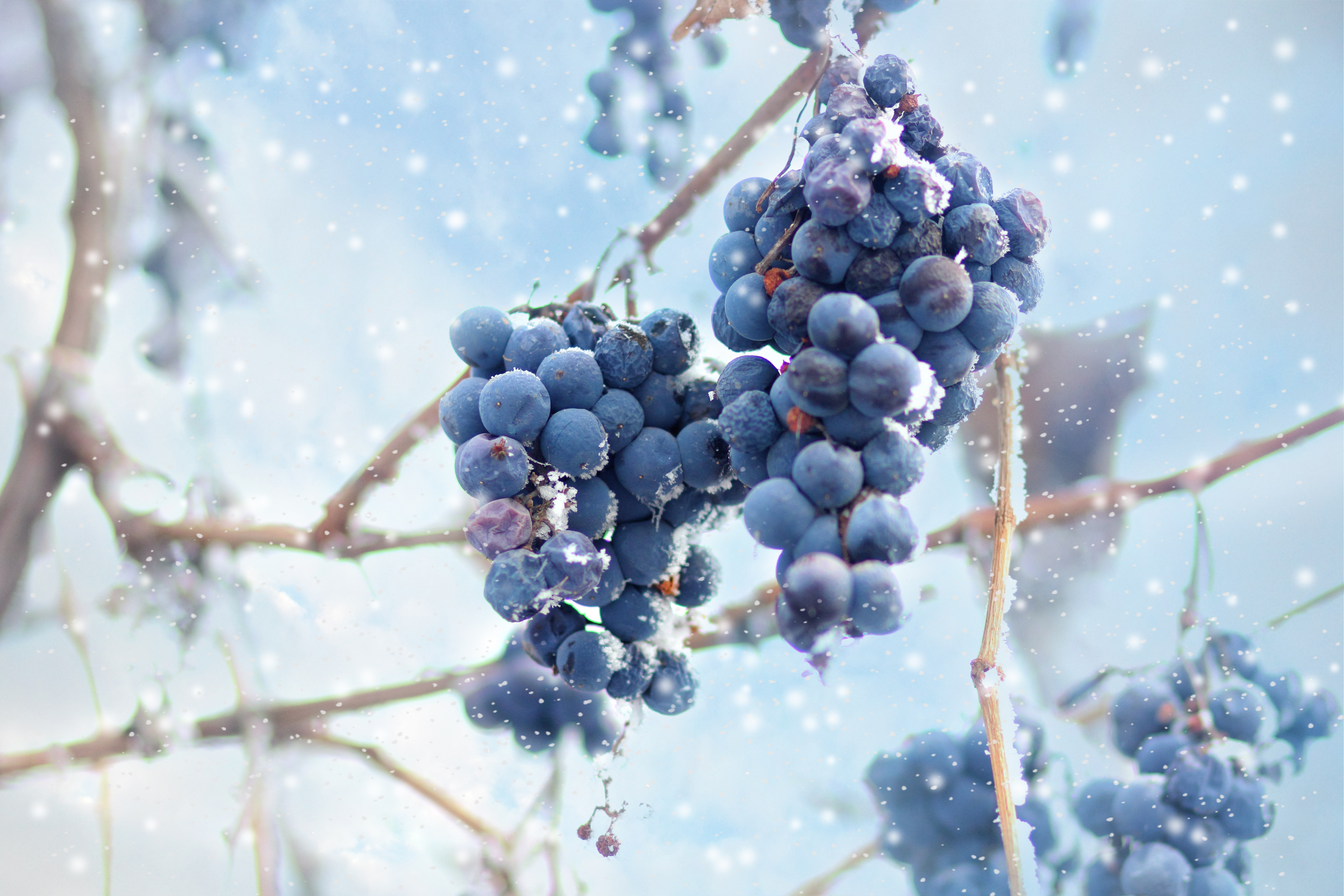 【加拿大冰酒 (Icewine)】 極致甜美! 冰雪打造的夢幻滋味給懂生活的妳