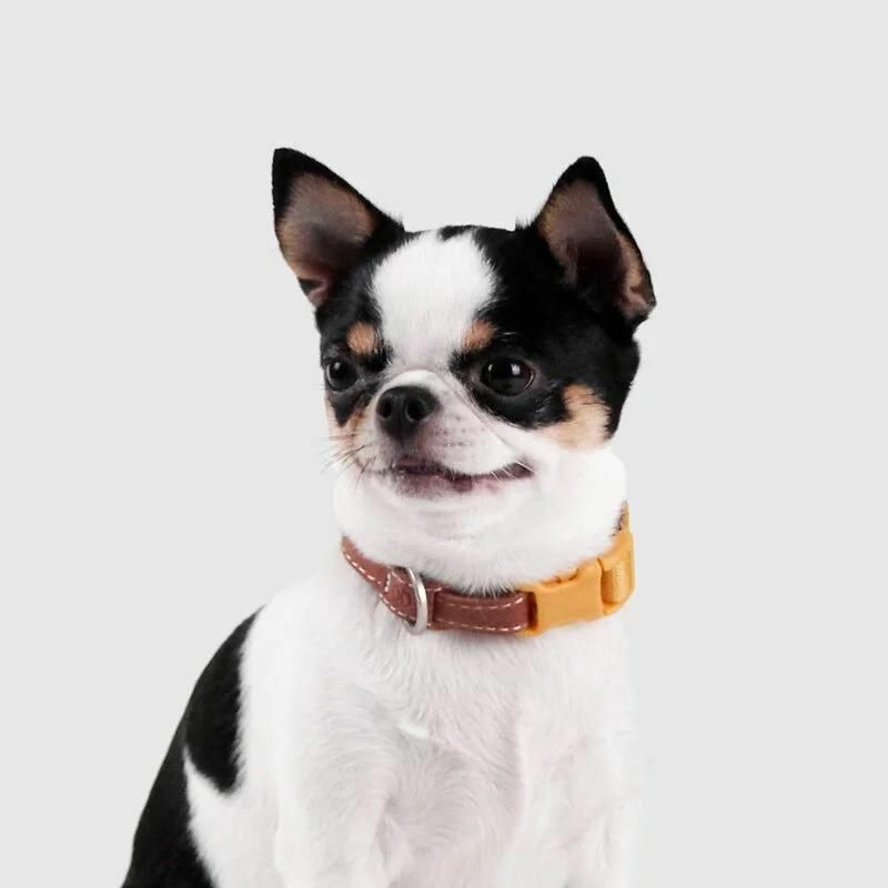 SPUTNIK - EXPLORE｜寵物胸項圈 Collar 黃 (S/M)