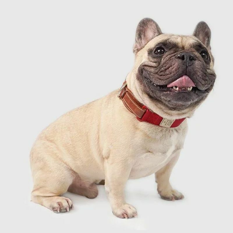 SPUTNIK - EXPLORE｜寵物胸項圈 Collar 紅 (S/M)