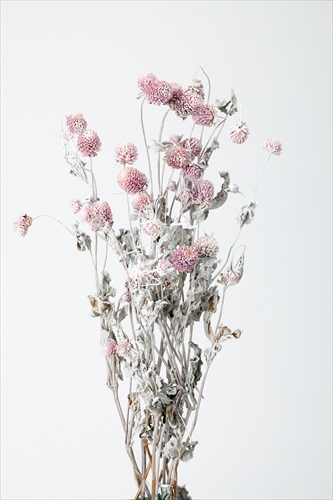 日本乾燥千日紅 10120-012