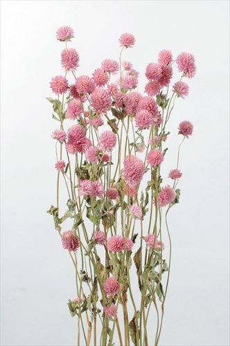 日本乾燥千日紅 10120-100