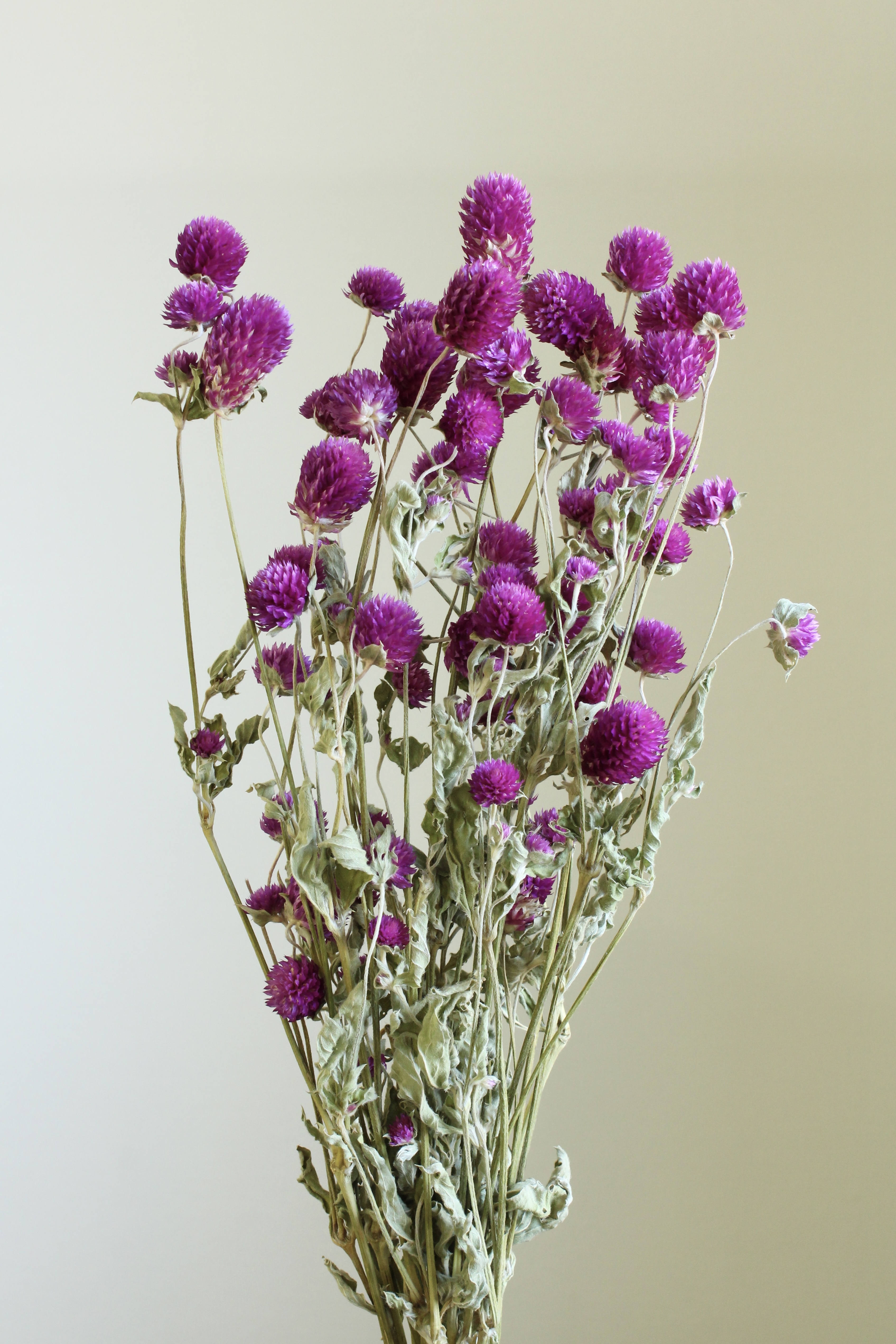 日本不凋千日紅 10120-470