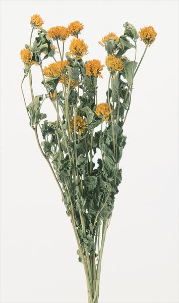 日本乾燥球菊 10080-000