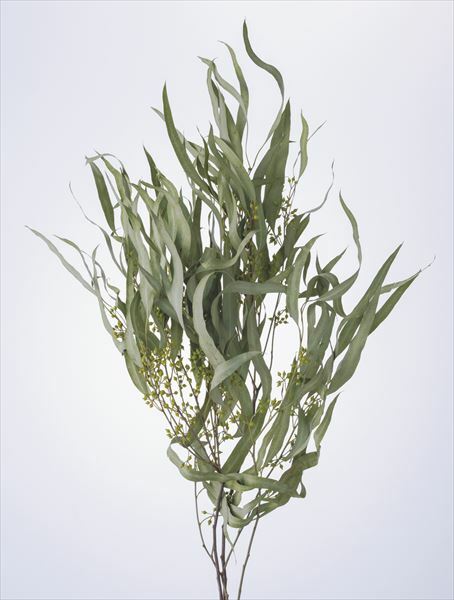 日本不凋柳葉 40175-000