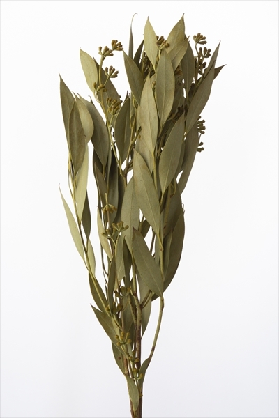 日本琥珀葉 40150-700