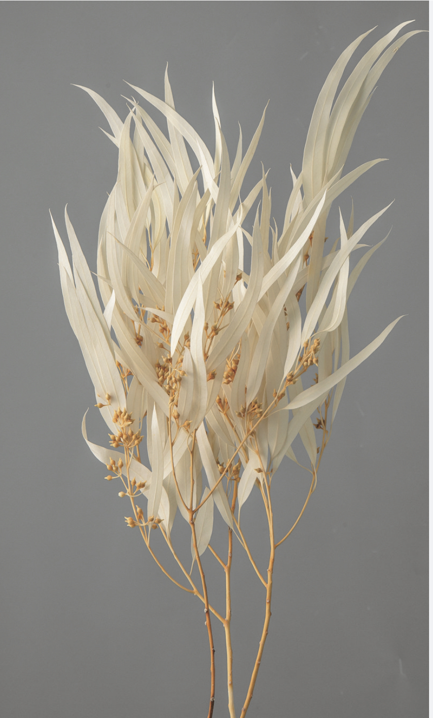 日本不凋柳葉 40175-011