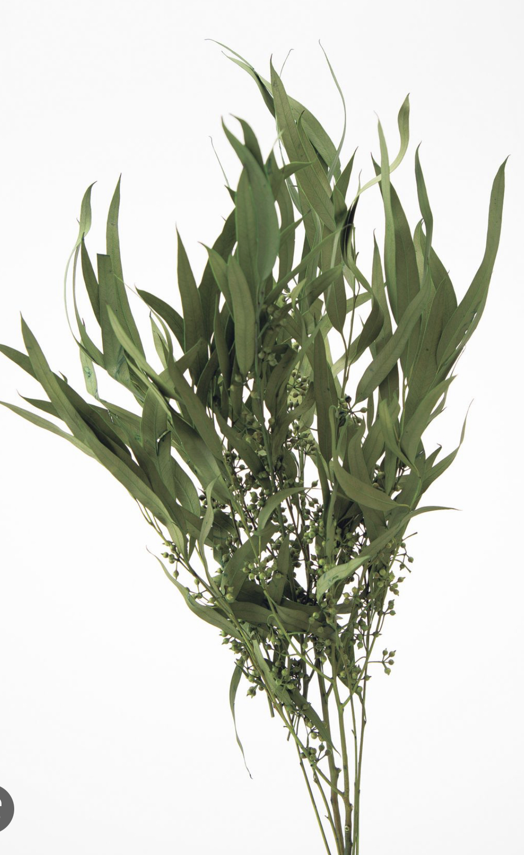 日本不凋柳葉 40175-751