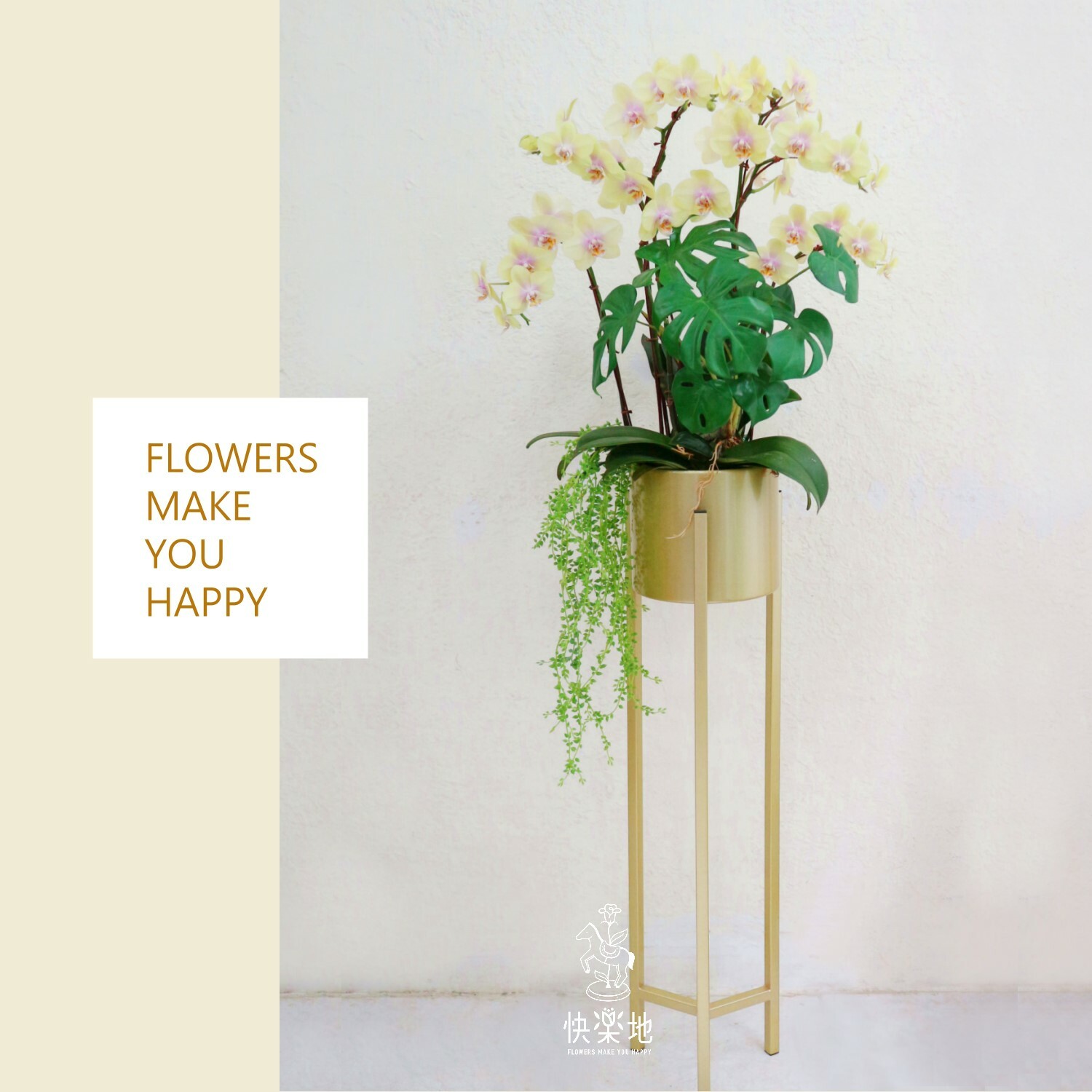 蝶舞金典 I 蘭花盆栽   OS230900