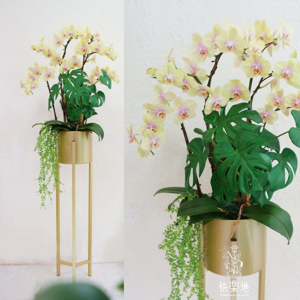 蝶舞金典 I 蘭花盆栽   OS230900