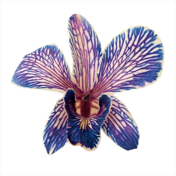 日本乾燥石斛蘭 10010-460