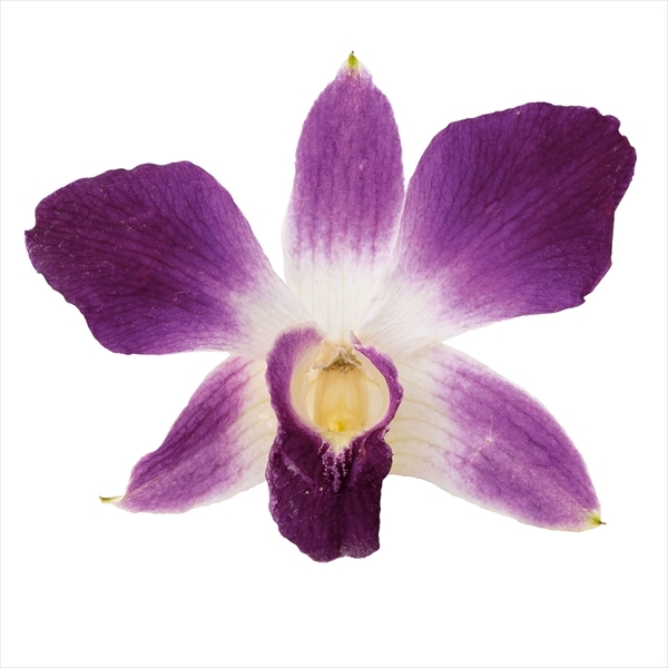 日本乾燥石斛蘭 10010-400