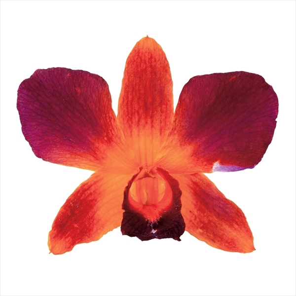 日本乾燥石斛蘭 10010-370