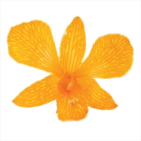 日本乾燥石斛蘭 10010-350