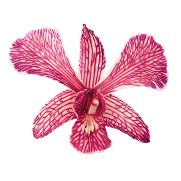 日本乾燥石斛蘭 10010-300