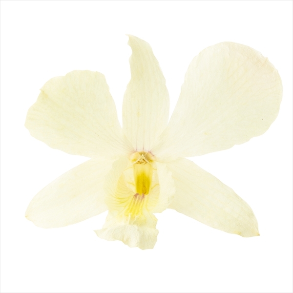 日本乾燥石斛蘭 10010-010