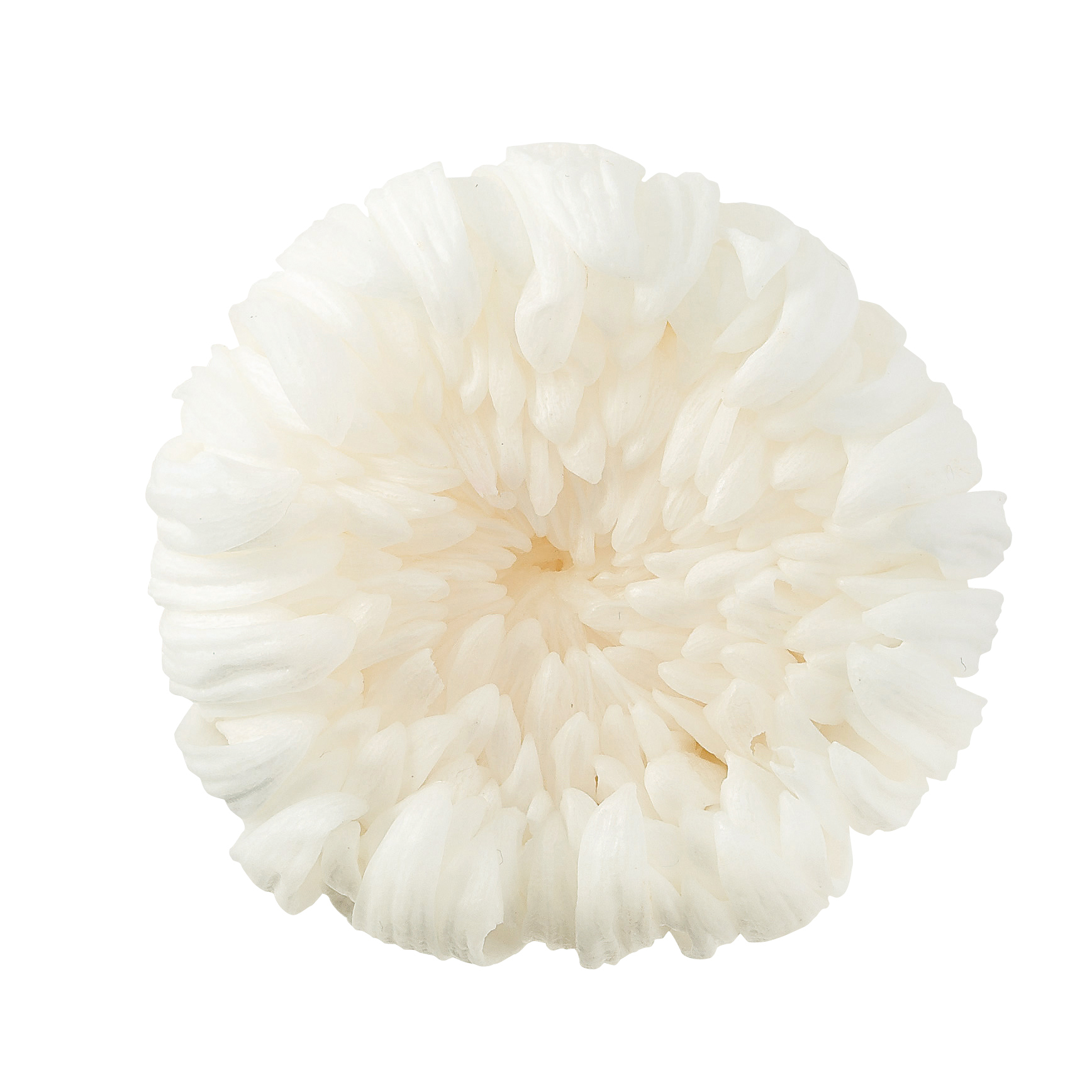 日本不凋輪菊(6朵/盒) 04806-010