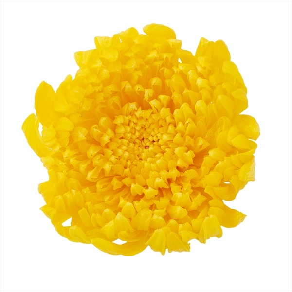 日本不凋輪菊(6朵/盒) 04805-500