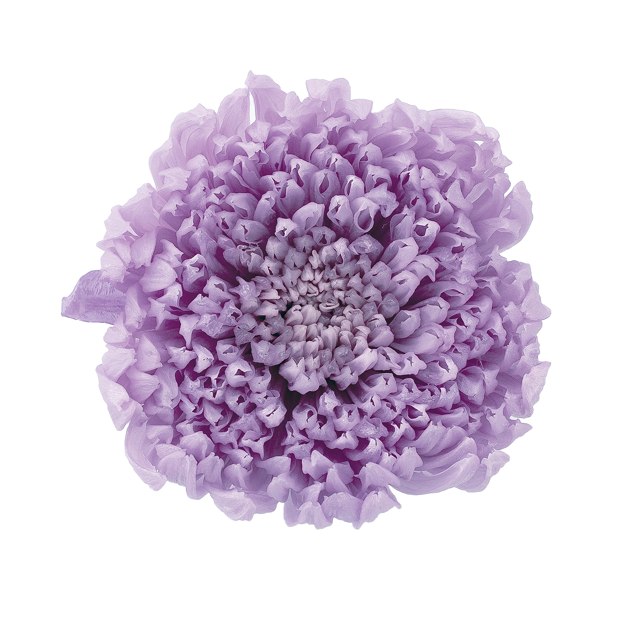 日本不凋輪菊(6朵/盒) 04805-451