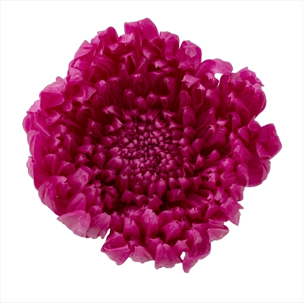 日本不凋輪菊(6朵/盒) 04805-261