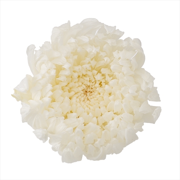 日本不凋輪菊(6朵/盒) 04805-010