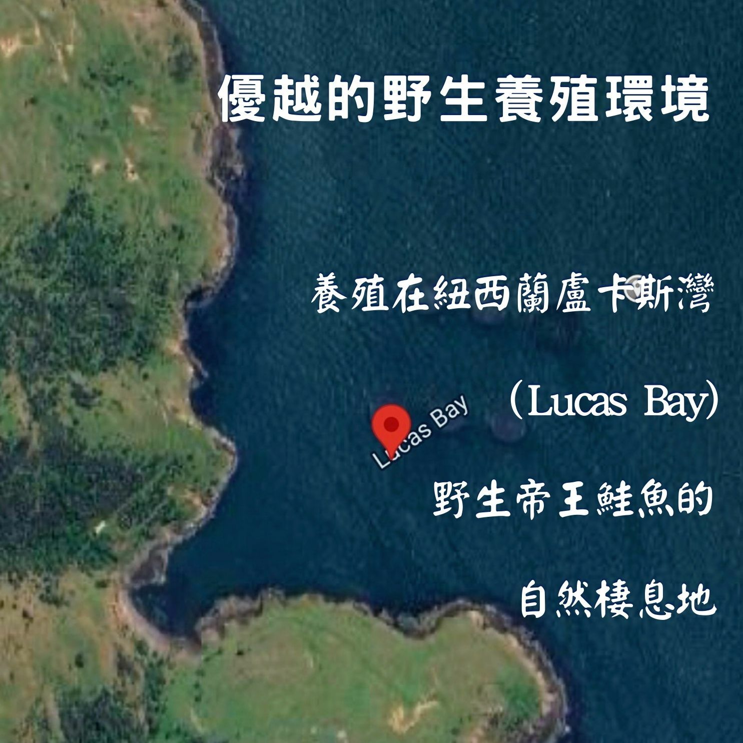 艾卡蘿帝王鮭魚排-輪切 (220g±10%)