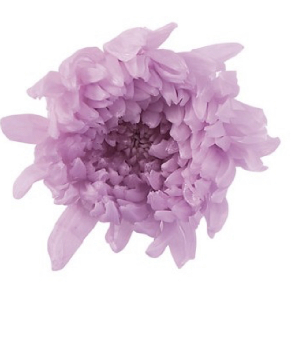 日本不凋輪菊-小(9朵/盒) 04803-451