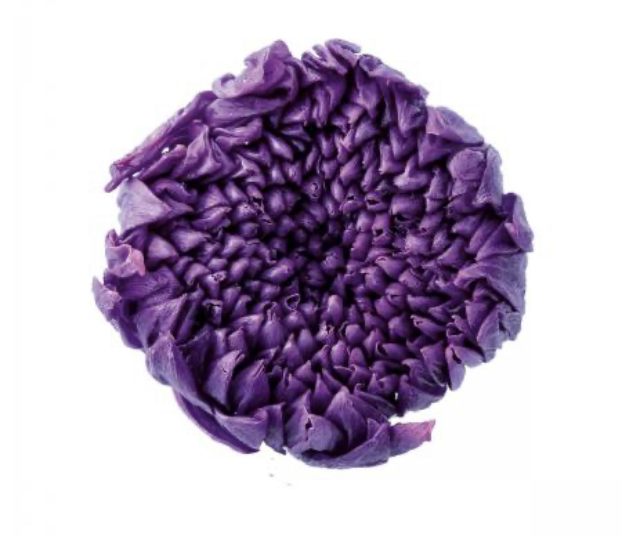 日本不凋輪菊-小(9朵/盒) 04803-401